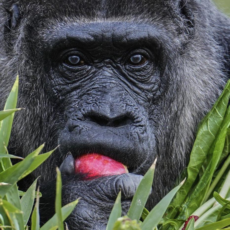 Fatou, the world's oldest gorilla in a zoo, is celebrating her 68th birthday in Berlin